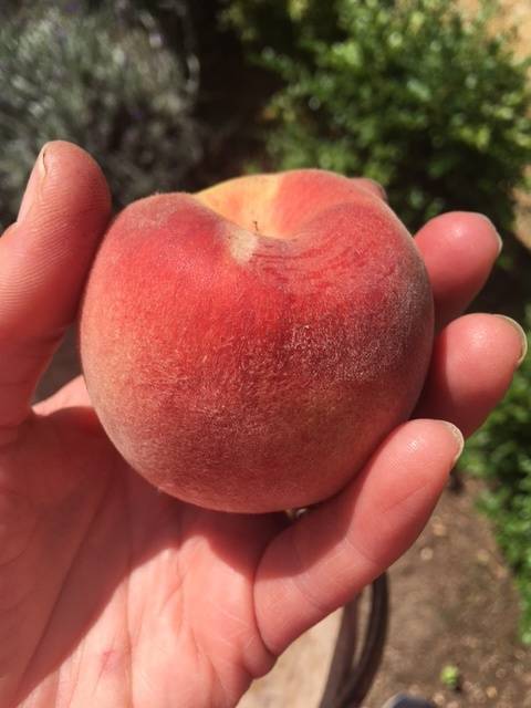first peach